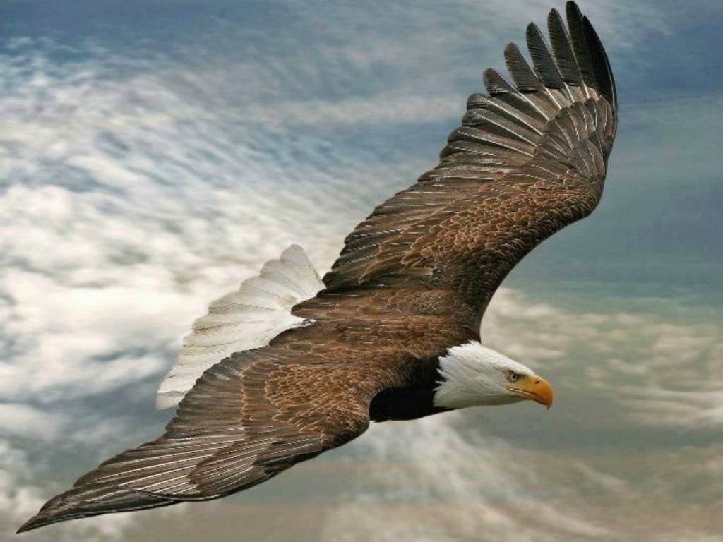Flying-Eagle